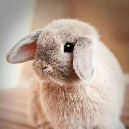 Сірчані пробки. Як запобігти?