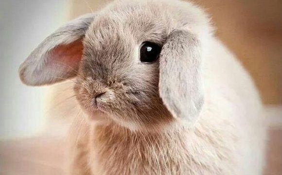 Сірчані пробки. Як запобігти?