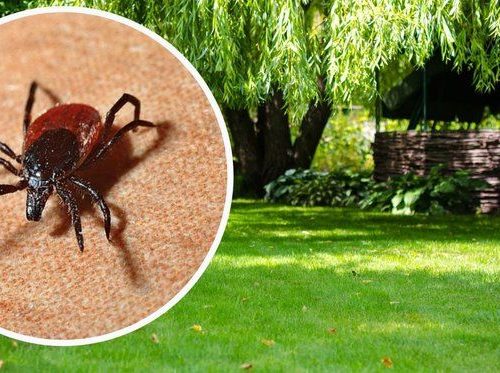 Укус кліща: що робити одразу — покроковий алгоритм, симптоми та профілактика.