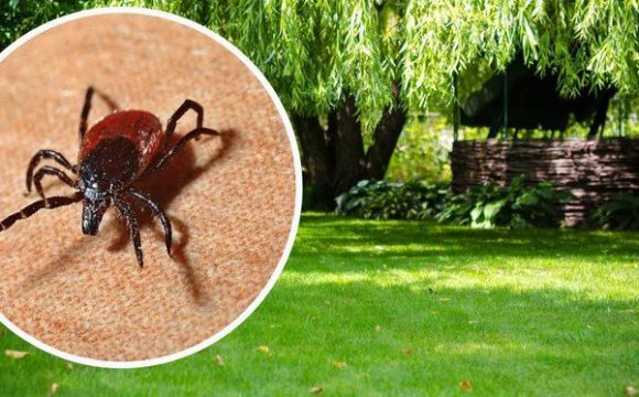 Укус кліща: що робити одразу — покроковий алгоритм, симптоми та профілактика.